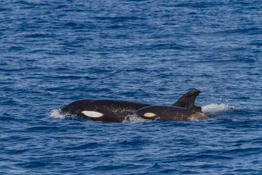 Juvenile killer whale with a missing dorsal fin surfaces in the waters off Baja California Sur in Mexico