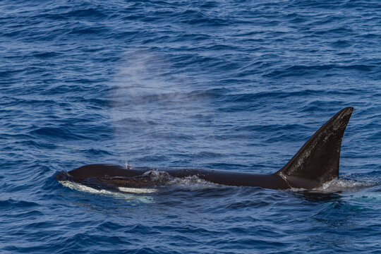 Killer whale surfacing in open water off Cabo Corso in Baja California Sur, Mexico
