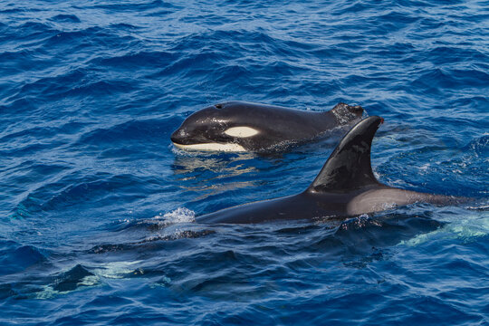Juvenile killer whale surfaces with missing dorsal fin in ocean waters near Cabo Corso, Baja California Sur, Mexico