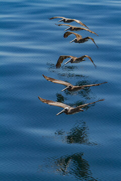 Brown pelicans fly in a straight line above the water