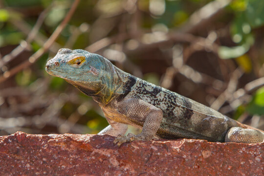 San Lucan banded rock lizard basking on a rock in its natural habitat in Baja California Sur, Mexico, during daylight hours