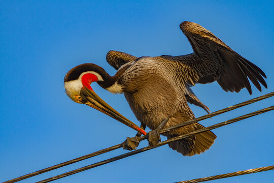 Brown pelican preening on power line in fishing town in Baja California Mexico