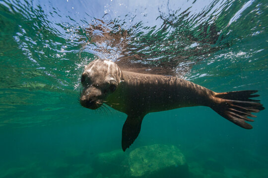 California sea lion plays underwater in clear water at Los Islotes in Baja California Sur, Mexico