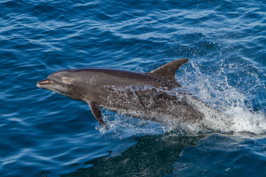 Offshore bottlenose dolphin leaps in Gulf of California waters near Baja California, Mexico