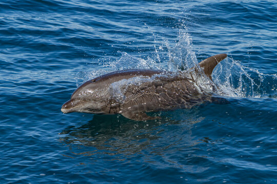 Offshore bottlenose dolphin Tursiops truncatus surfacing in Gulf of California