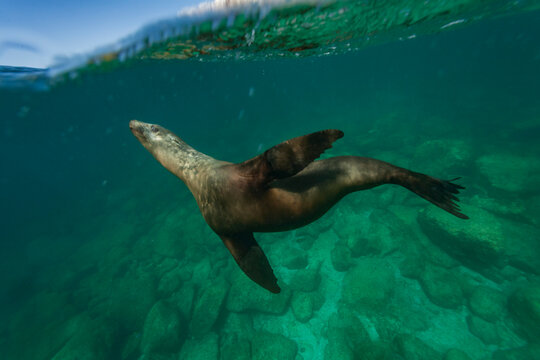 California sea lion plays underwater in clear waters of Baja California Sur during a sunny day