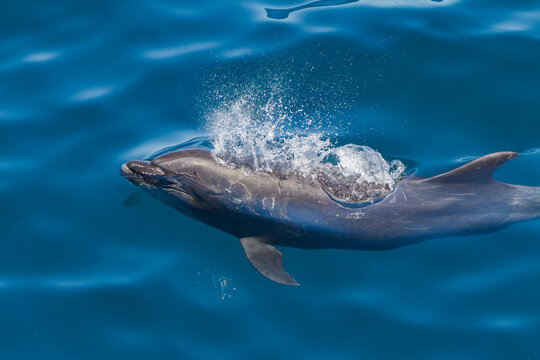 Offshore type bottlenose dolphin surfaces in Gulf of California, Mexico, creating splash