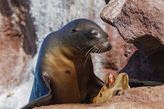 California sea lions display mating behaviors at rookery in Baja California Sur during their breeding season