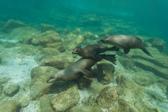 California sea lions swim and play underwater at Los Islotes Baja California Sur Mexico