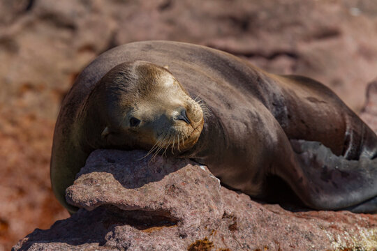 California sea lion rests on a rock during mating season at Los Islotes in Baja California Sur, Mexico