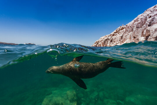 California sea lion swimming at Los Islotes in Baja California Sur Mexico while partially submerged in water