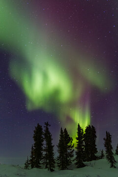 View of aurora borealis lighting up the boreal forest at Great Slave Lake during the night in Canada