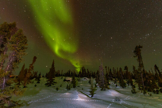 Aurora Borealis displays green lights over boreal forest in Northwest Territories during winter night sky