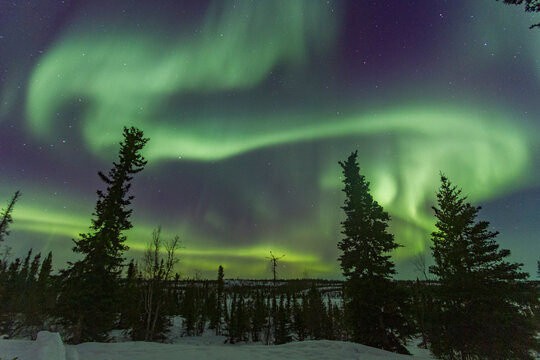 Aurora Borealis lights up the sky over the boreal forest by Great Slave Lake in Northwest Territories Canada