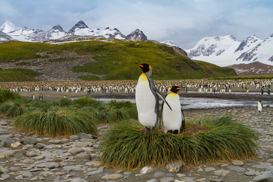 King penguins nest and breed in colony at Salisbury Plains in South Georgia during the breeding season