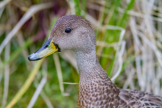 Adult South Georgia pintail bird stands among grass in South Georgia Island region of Southern Ocean