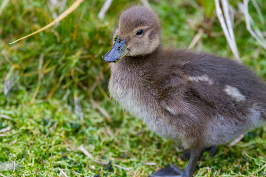 Endemic South Georgia pintail chick forages in grass on South Georgia Island in the Southern Ocean