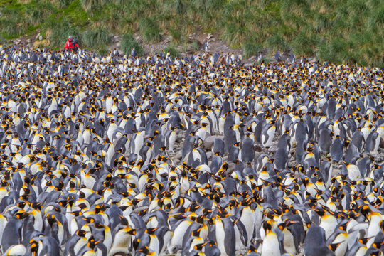 Breeding and nesting colony of king penguins at Salisbury Plains in South Georgia during the breeding season