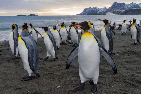 King penguins in breeding and nesting colony on Salisbury Plains with ocean and mountains in South Georgia