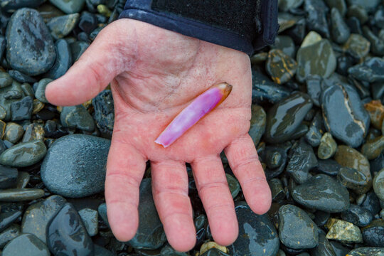 Mandible cover found on the beach in South Georgia at a king penguin breeding colony