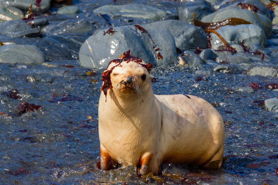Leucistic Antarctic fur seal pup plays on rocky shore in South Georgia