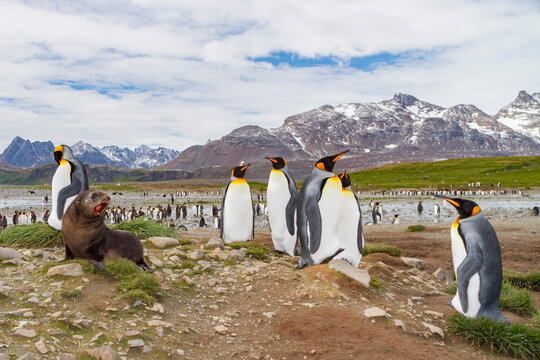 King penguin breeding and nesting colony with seal at Salisbury Plains in South Georgia
