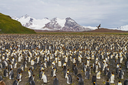 King penguins breed and nest in large numbers at Salisbury Plains in South Georgia during the breeding season