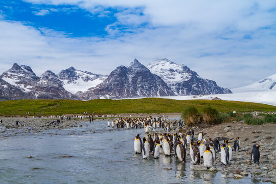 Breeding and nesting colony of king penguins at Salisbury Plains in South Georgia during the summer season