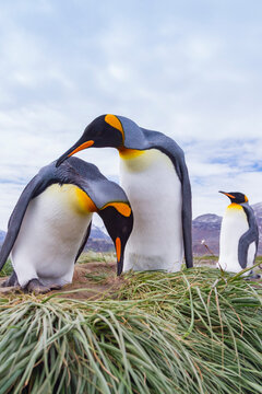 King penguins gather and create nests at breeding colony in South Georgia during spring season