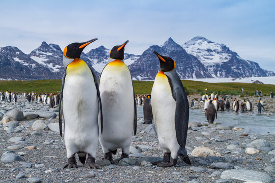 King penguins gather in breeding colony at Salisbury Plains during nesting season in South Georgia