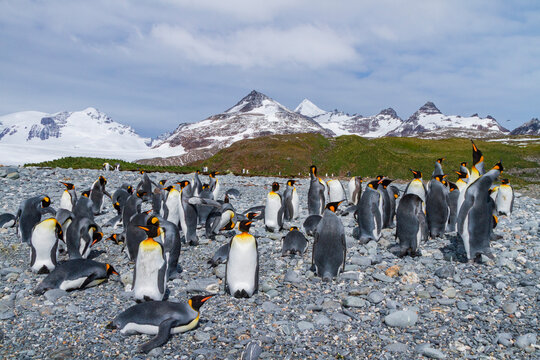 Breeding colony of king penguins in South Georgia during nesting season near the mountains