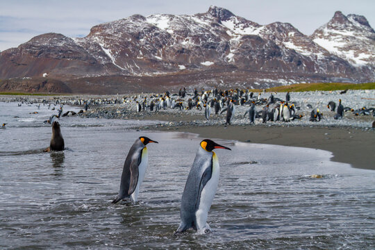 Breeding and nesting king penguins in a colony at Salisbury Plains in South Georgia