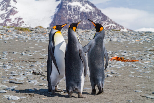 King penguins gather in a nesting colony during breeding season in South Georgia