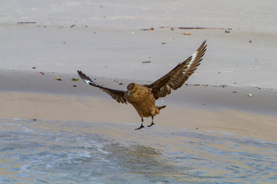 Adult brown skua flying over the water at Stromness Bay on South Georgia Island in the Southern Ocean