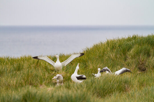 Adult wandering albatrosses interact at breeding colony on Prion Island in South Georgia and South Sandwich Islands