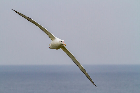 Adult wandering albatross gliding over the ocean near Prion Island, South Georgia Island during flight