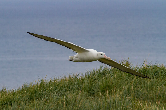 Wandering albatross in flight over Prion Island near the coast of South Georgia during a clear day