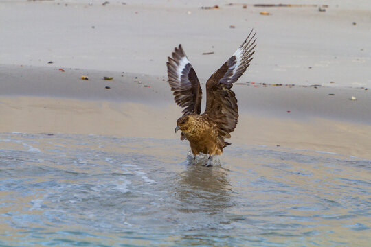 Brown skua engaging in hunting behavior on the shoreline of Stromness Bay in South Georgia Island