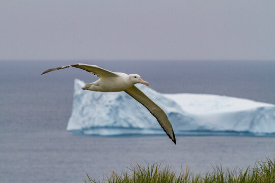 Wandering albatross flies over icebergs near coast of South Georgia Island's Prion Island