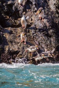 Macaroni penguins jump into water from rocks in Hercules Bay on South Georgia Island