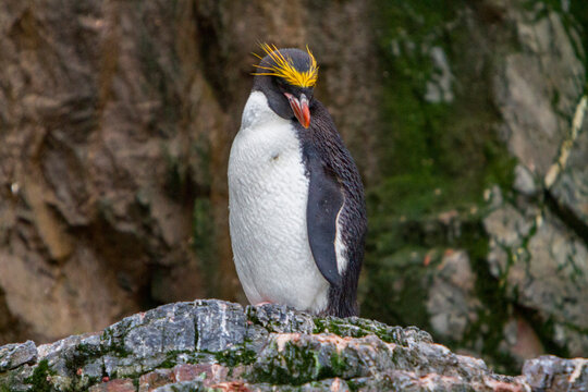 Adult macaroni penguin resting on rocks during breeding season in Hercules Bay on South Georgia Island