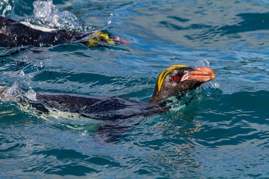 Adult macaroni penguin swimming at breeding colony in Hercules Bay on South Georgia Island during the breeding season