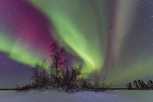 Bright colors of aurora borealis dance over boreal forest at Great Slave Lake in Northwest Territories, Canada during winter night sky