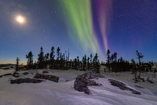 Beautiful aurora borealis lights up the night sky above a forest next to a frozen lake in Northwest Territories, Canada
