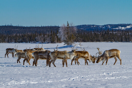 Group of caribou migrating north to feeding grounds in winter landscape of Canada