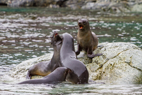Antarctic fur seal pups play on rocks in the South Orkney Islands in Antarctica during a sunny day in the Southern Ocean