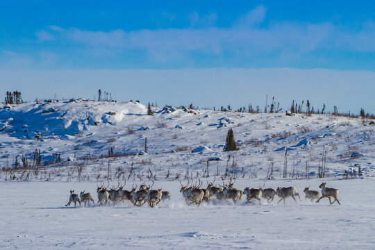 Small group of caribou migrating north to feeding grounds in snowy landscape of Northwest Territories, Canada