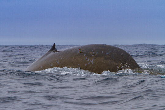 Skin sample collected from adult blue whale off South Orkney islands in Antarctica using arrow from crossbow