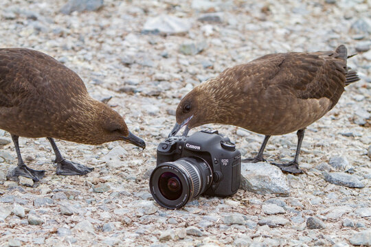 Adult brown skuas investigate a camera on rocks in Antarctica's southern ocean region