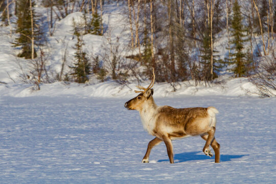 Caribou migrates to feeding grounds in snowy landscape near Great Slave Lake in Northwest Territories, Canada